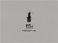 藏品(膜翅目(蜂))的圖片